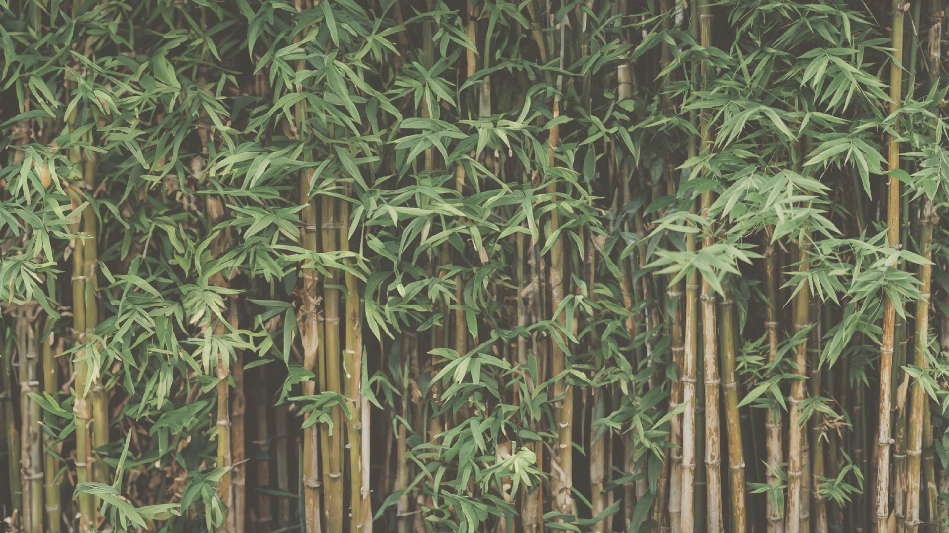 BAMBOO FOREST